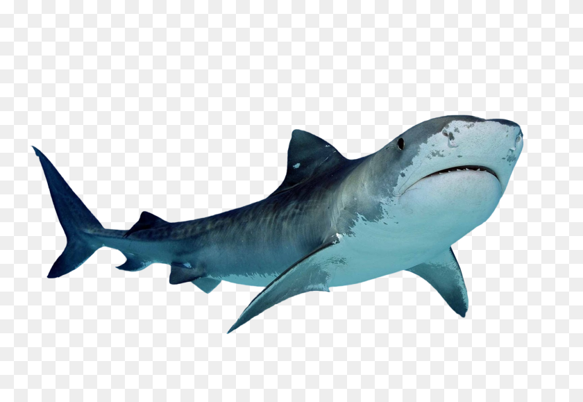 1600x1066 Tiger Shark - Shark Attack Clipart