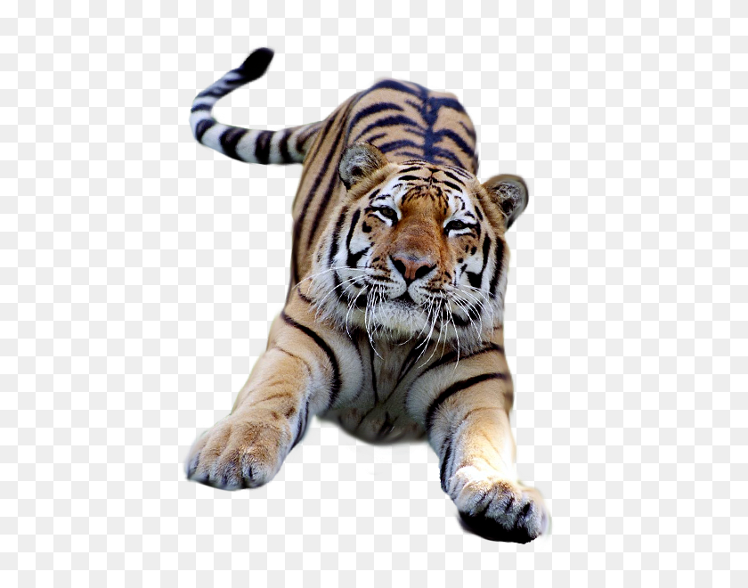 600x600 Png Тигр
