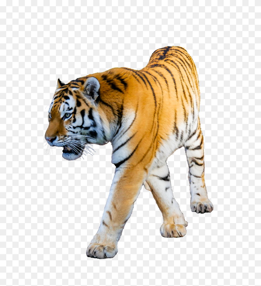Тигр на белом фоне арт