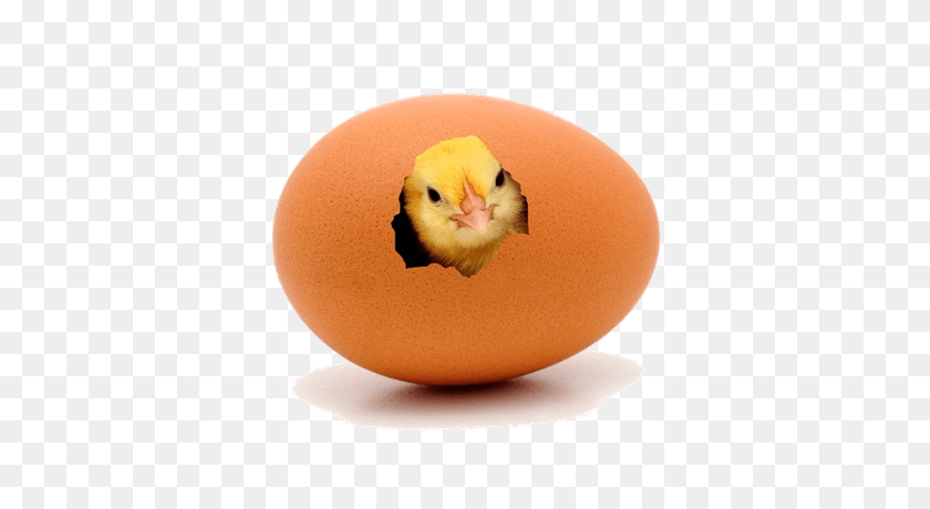 400x400 Time For Chicks - Baby Chick PNG