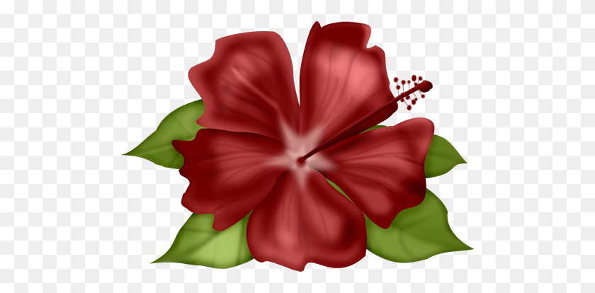500x354 Tl Iup Flowers Clip Art And Album - Hawaiian Flowers PNG