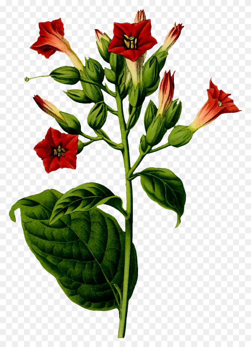 Табак Ботаническая иллюстрация Nicotiana