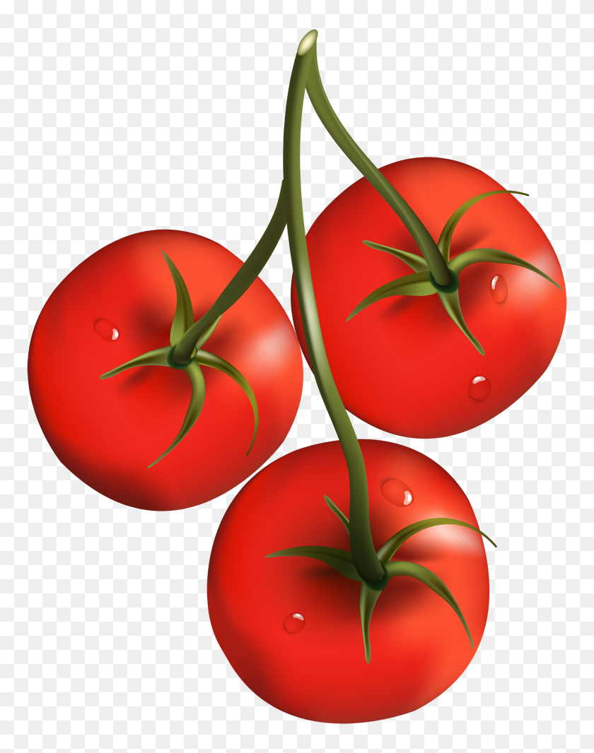 2324x3000 Tomato Branch Png Clipart - Tomatoe PNG