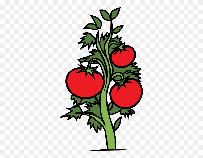 342x594 Tomato Plant Clip Art Free Vector - Random Clipart
