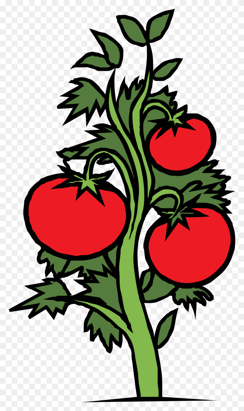 1382x2400 Tomato Plant Icons Png - Tomato Plant PNG