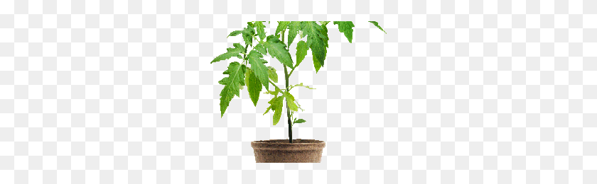 251x200 Tomato Plant Png Png Image - Tomato Plant PNG