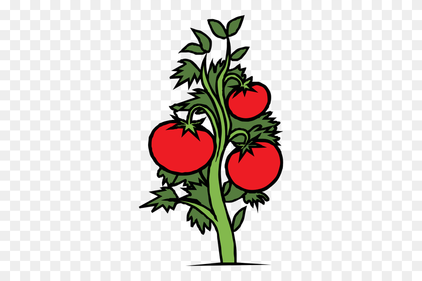 288x500 Imágenes Prediseñadas De Vector De Planta De Tomate - Clipart De Tallo De Planta