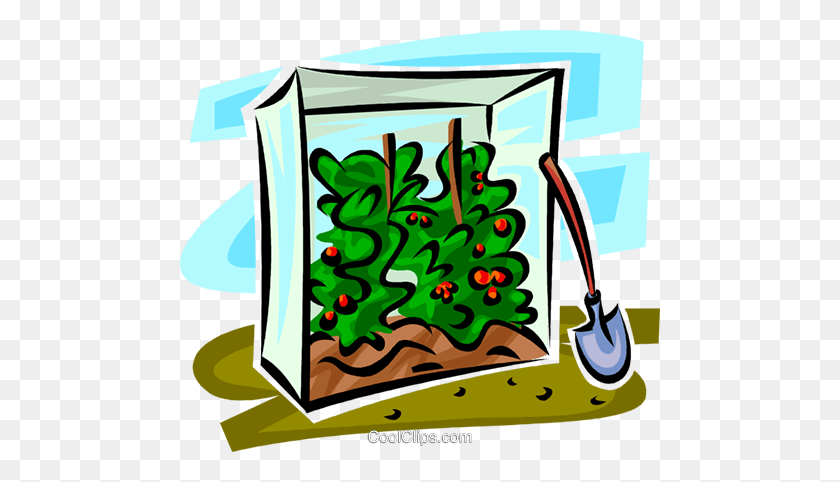480x422 Plantas De Tomate En Un Refugio Royalty Free Vector Clipart - Refugio Clipart