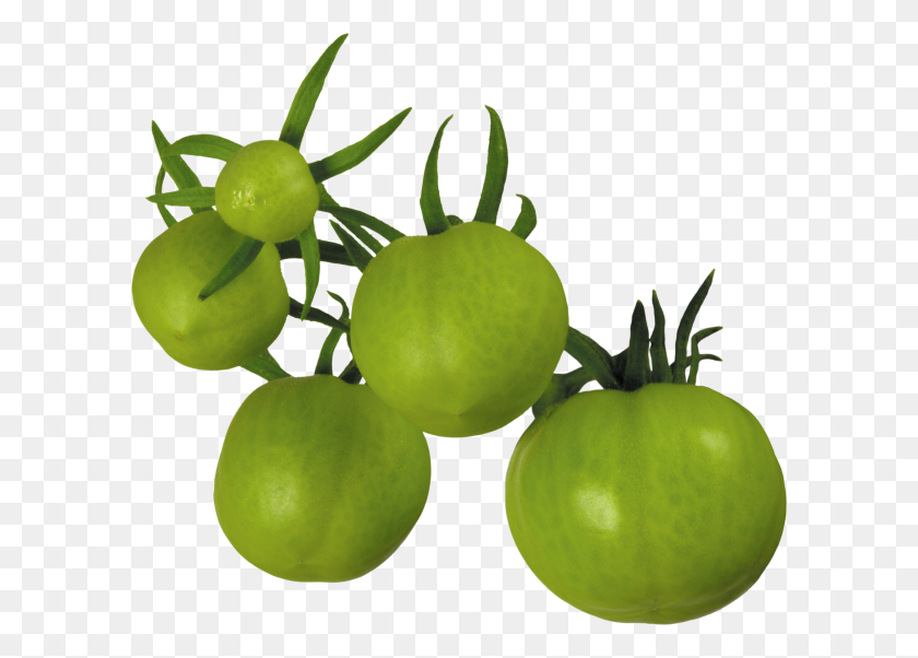 600x542 Tomato Png Free Download - Tomato PNG
