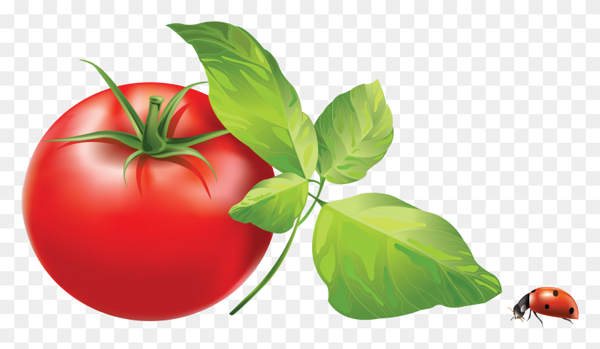 3944x2174 Tomates Clipart Gratis - Tomate Clipart Gratis