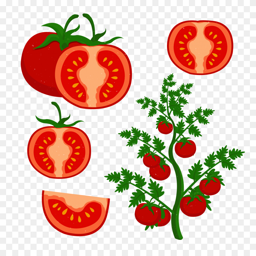 2480x2480 Tomatoes Clipart Tomato Juice, Tomatoes Tomato Juice Transparent - Tomato Clipart Free
