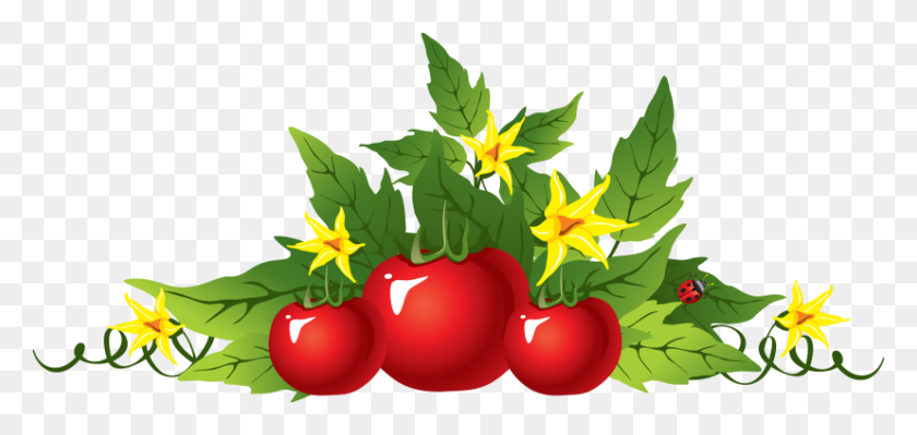 827x360 Tomatoes Png - Tomato Plant PNG