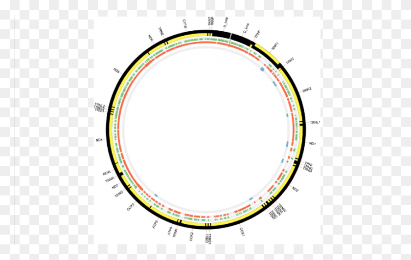 850x515 Principales Sitios De Fragmentos Del Genoma Mitocondrial Identificados - Mitocondrias Png
