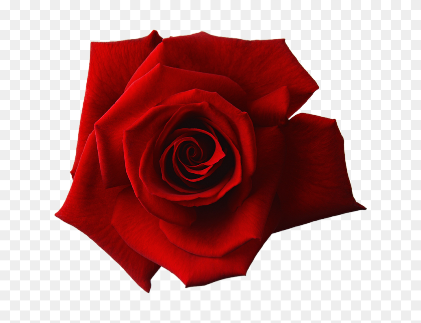 960x720 Top Free Red Rose Flower Png Transparent Images - Rose PNG Transparent