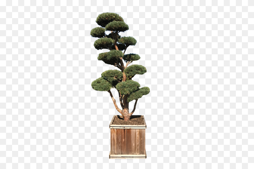 500x500 Topiaries Green Acres Nursery Supply - Topiary PNG