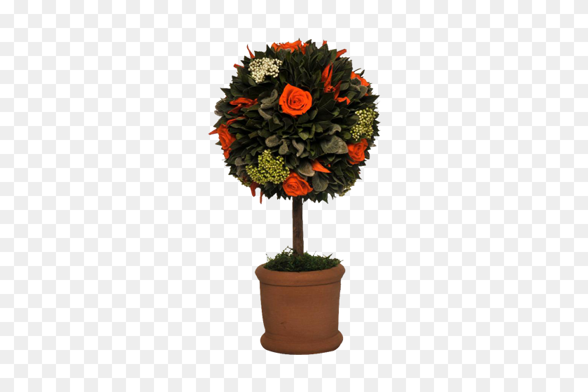 500x500 Topiary Orange A Piece Of Africa - Topiary PNG