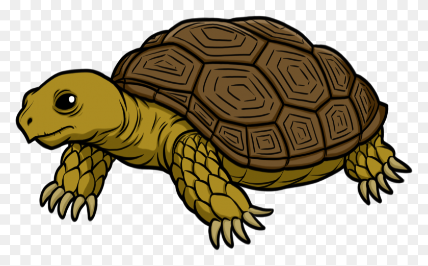 2051x1214 Tortoise Png Transparent Images - Tortoise PNG