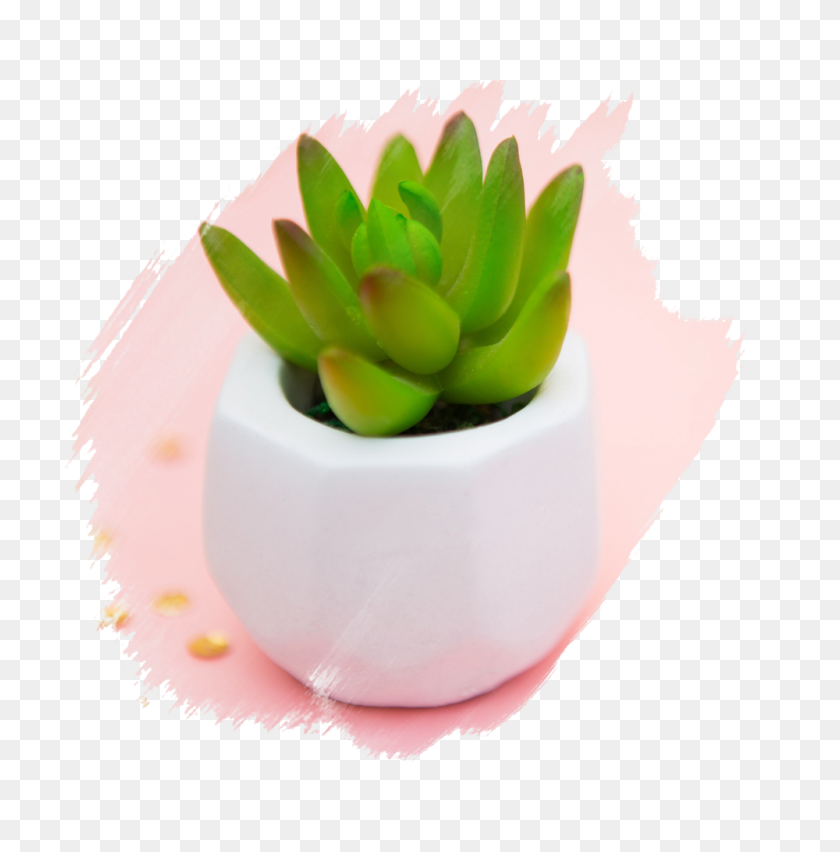 1000x1016 Totally Succulents - Succulent PNG
