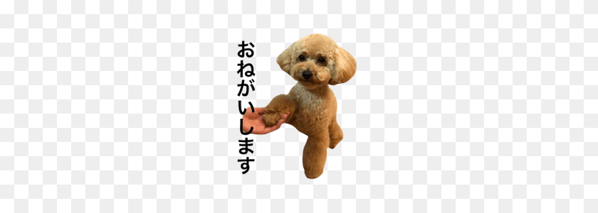 240x240 Toy Poodle!!!! Line Stickers Line Store - Poodle PNG