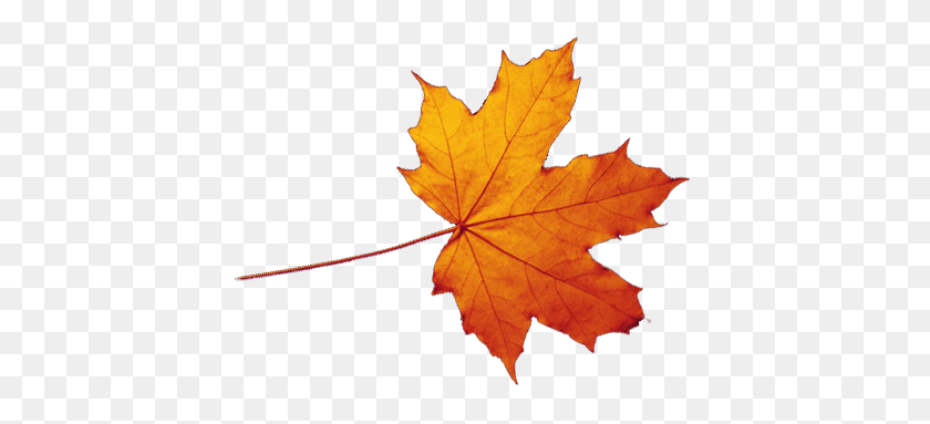 415x323 Transparent Autumn Leaves Falling Png Catch A Falling Star - Falling PNG