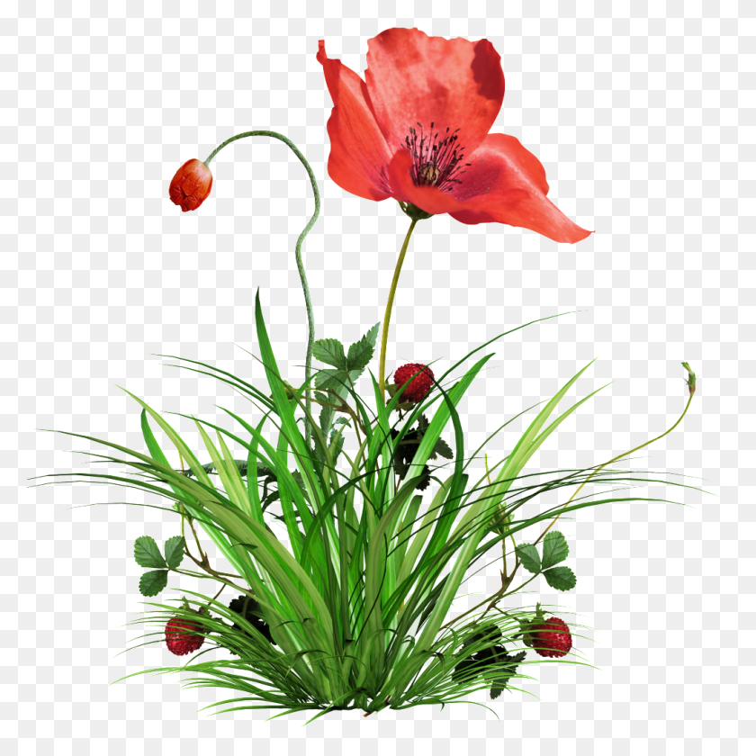 1024x1024 Transparent Background Of Poppies And Grass Free Png Download - Grass Background PNG