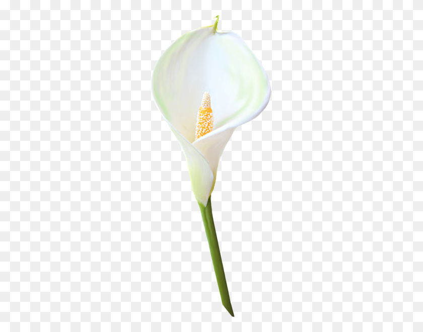 239x600 Transparent Calla Lily Flower Clipart Clipart - Calla Lily Clip Art