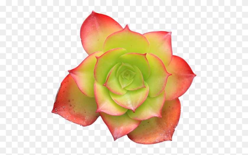 500x465 Transparent Flowers Succulent From The And Variety - Succulent PNG