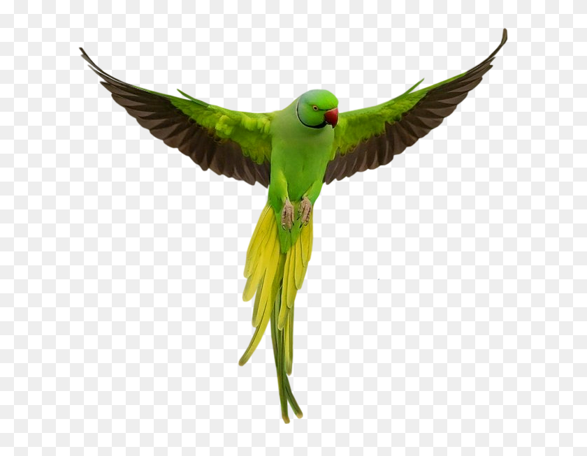 648x593 Прозрачный Зеленый Попугай Png - Попугай Png