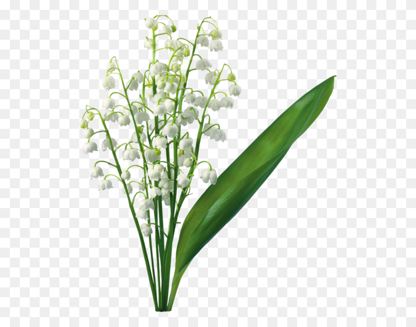 520x600 Transparent Lily Of The Valley Png Lily - Lily Flower PNG