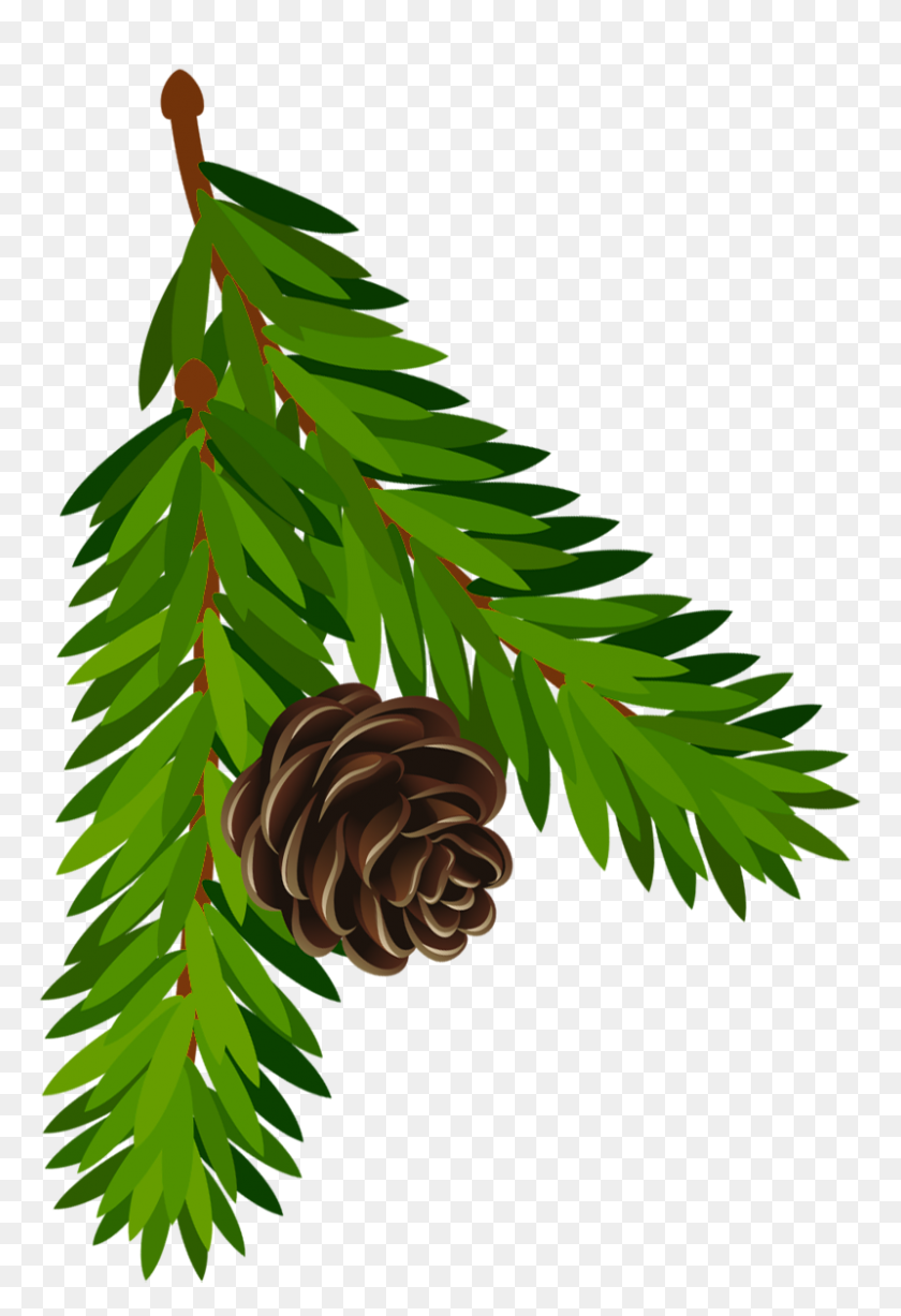 800x1197 Transparent Pine Branch With Cone Png - Pond PNG