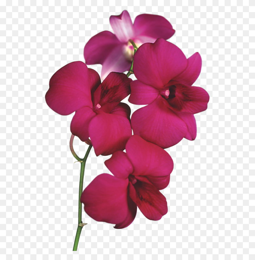 545x799 Orquídea Roja Png