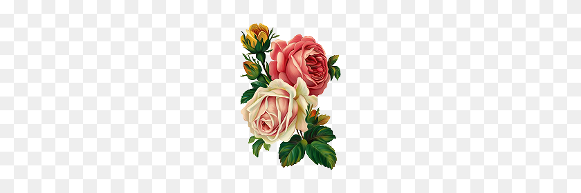 220x220 Transparent Roses Tumblr - Rose PNG Tumblr