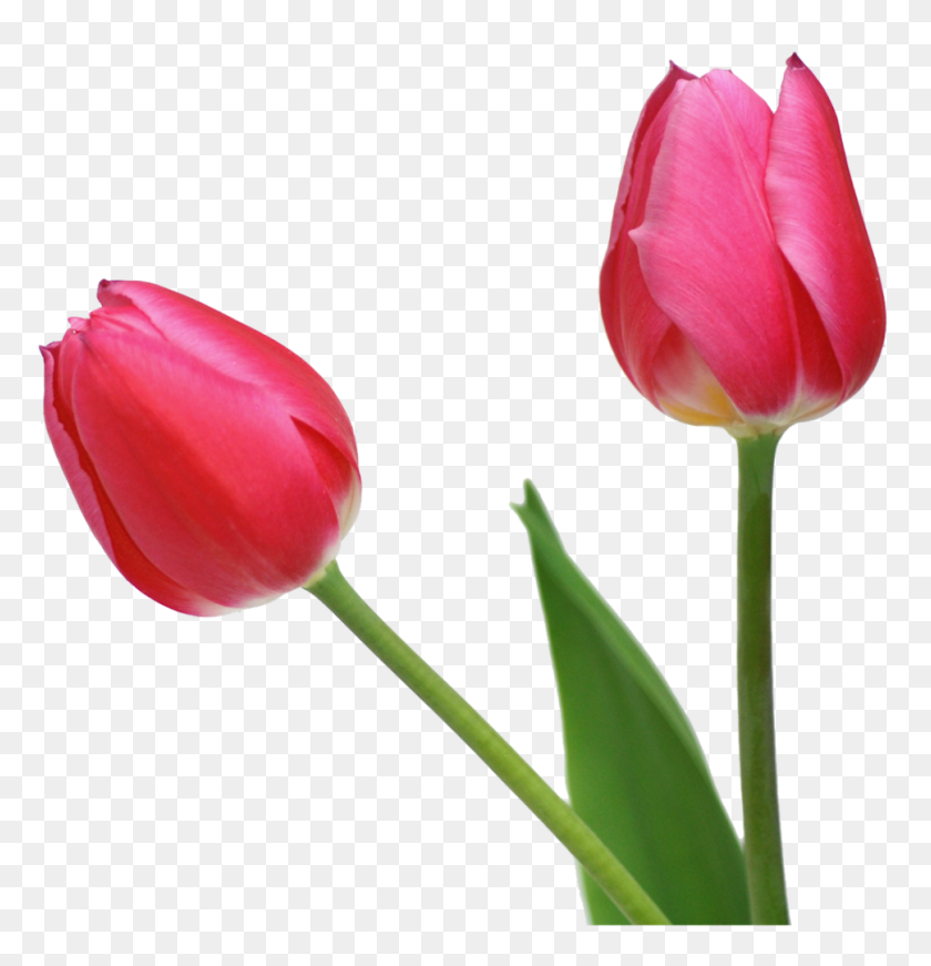 969x1008 Tulipanes Png