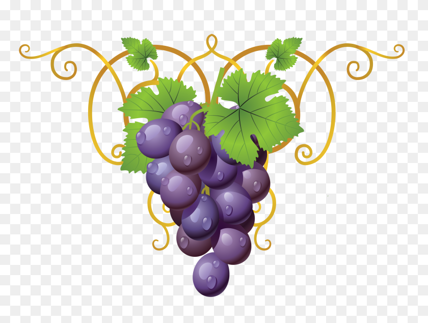 3277x2412 Transparent Vine Decorative Element Png Clipart Gallery - Grape Vine PNG
