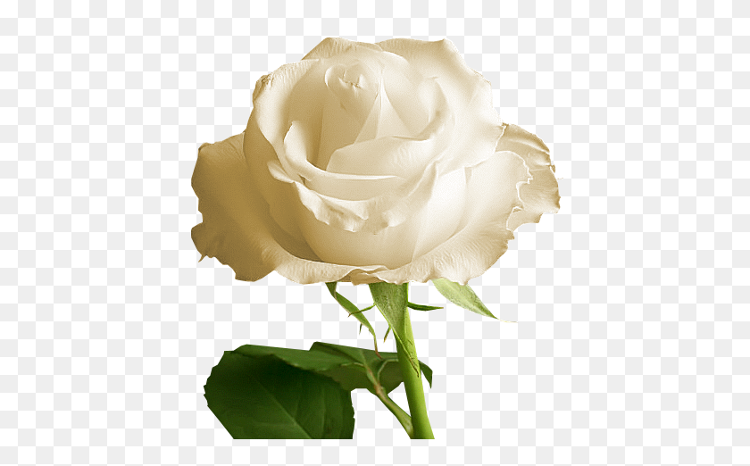 425x462 Transparent White - White Rose PNG