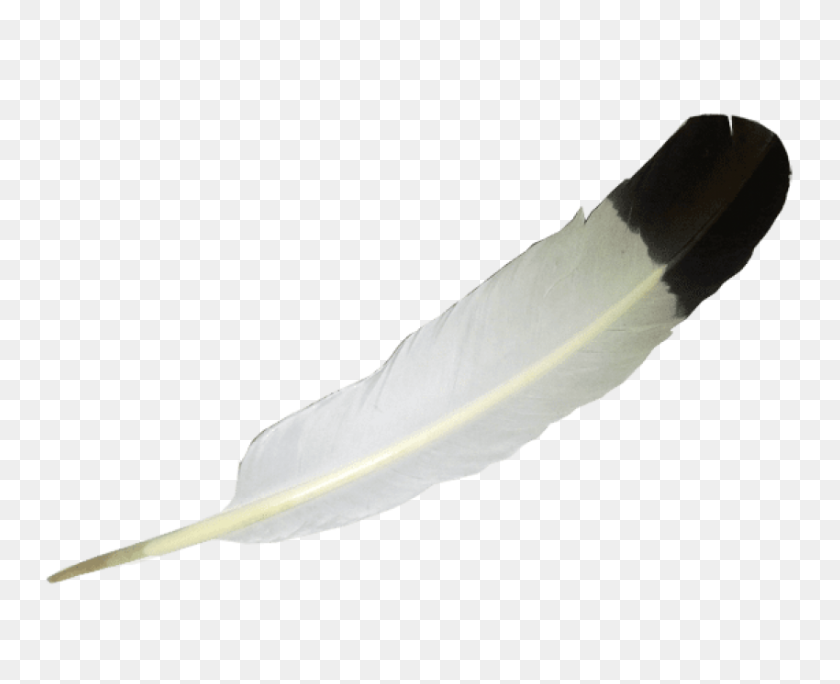 850x680 Transparent White Balck Feather Png - White Feather PNG