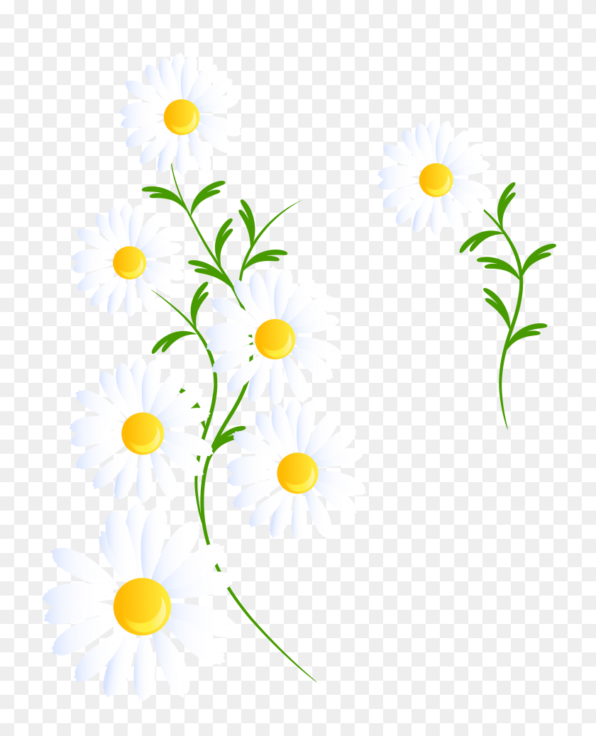 3584x4498 Transparent White Daisies Decoration Png Gallery - White Daisy PNG