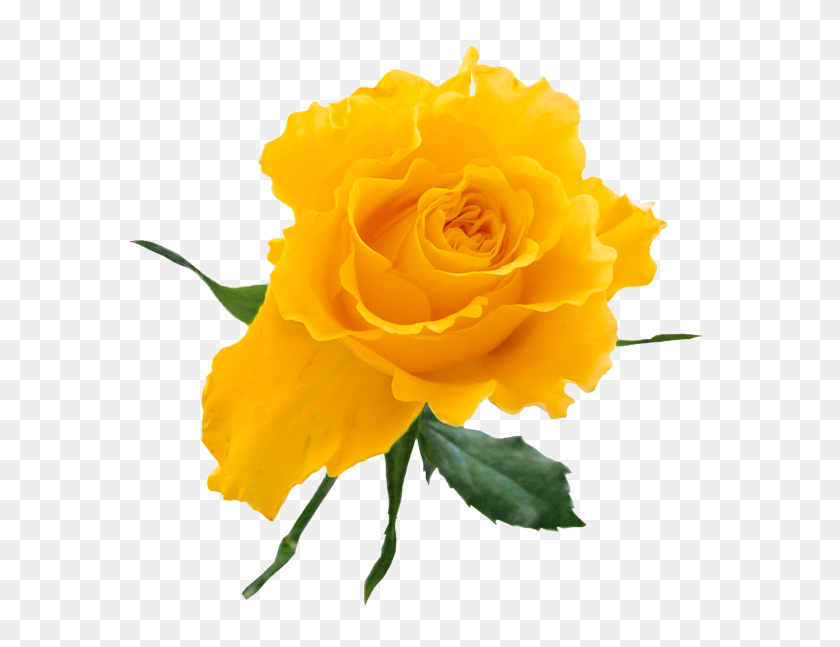 585x587 Transparent Yellow - Yellow Rose PNG