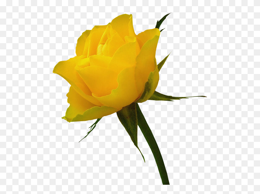 521x569 Transparent Yellow Rose - Free Rose Clipart