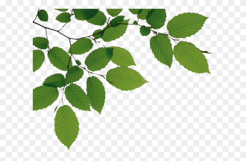 616x491 Tree Branch Png - Tree Branch PNG