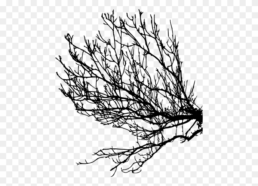 480x548 Tree Branches Silhouette Png - Pine Tree Branch PNG