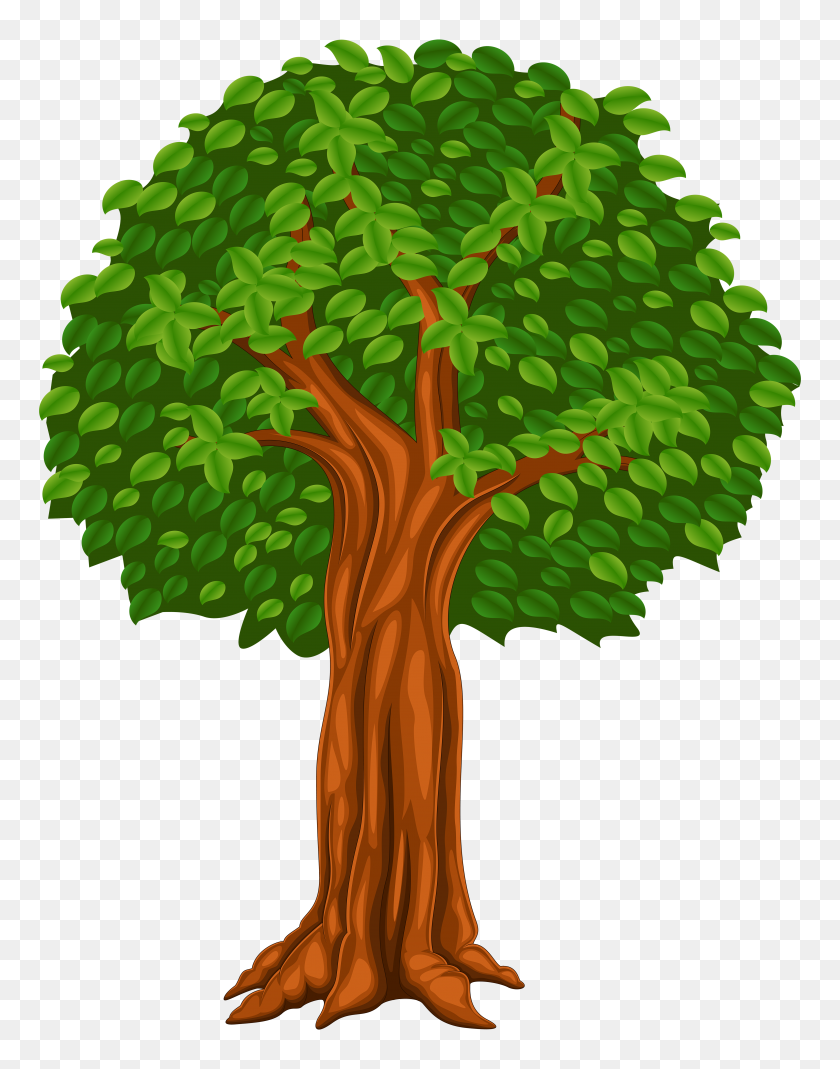 4634x6000 Tree Cartoon - Sycamore Tree Clipart