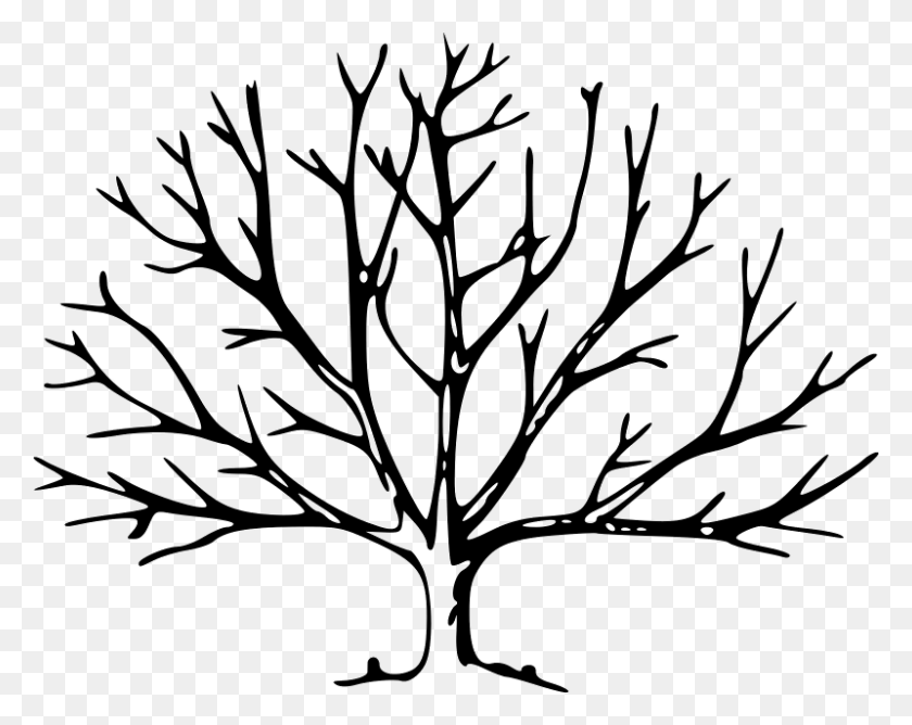 800x624 Дерево Png Скачать Бесплатно - Растительность Png