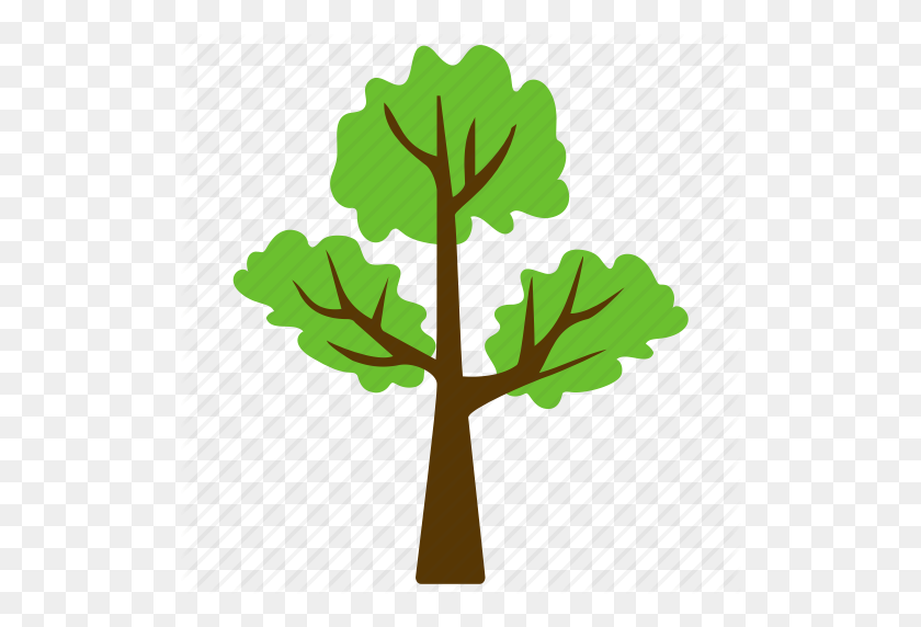 512x512 Trees' - Eucalyptus PNG