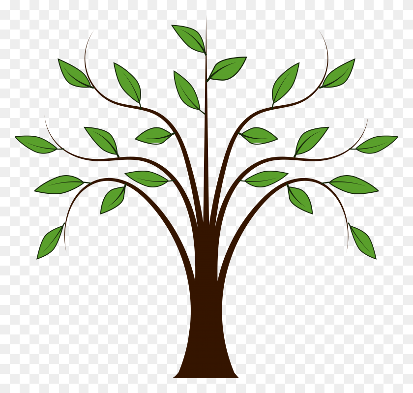 5555x5270 Trees Family Tree Clipart Free Clipart Images Cherry Tree - Willow Tree PNG