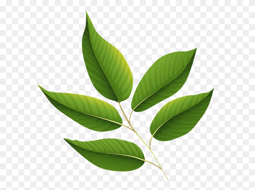 600x568 Trees,trees,trees,see How The Speak Leaves - Mint Leaves PNG