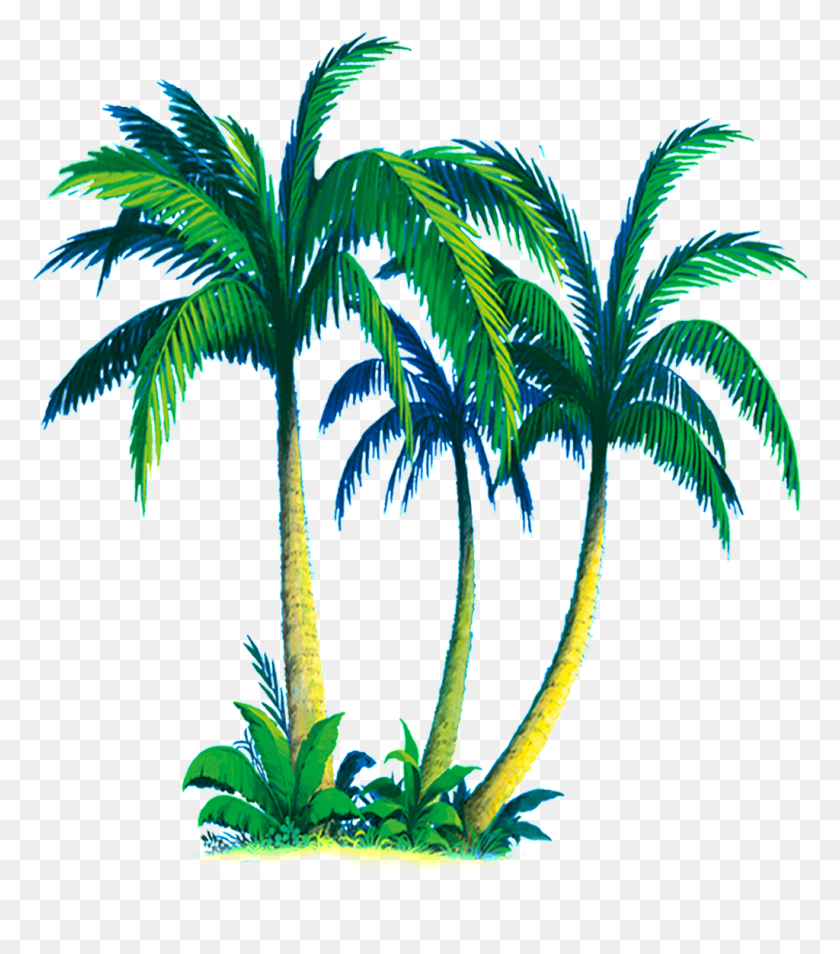 1024x1174 Tropical Coconut Tree Transparent Free Png Download Png Vector - Coconut PNG