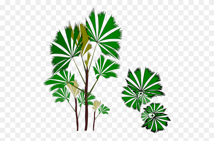 500x492 Tropical Evergreen Tree - Tropical Plant PNG