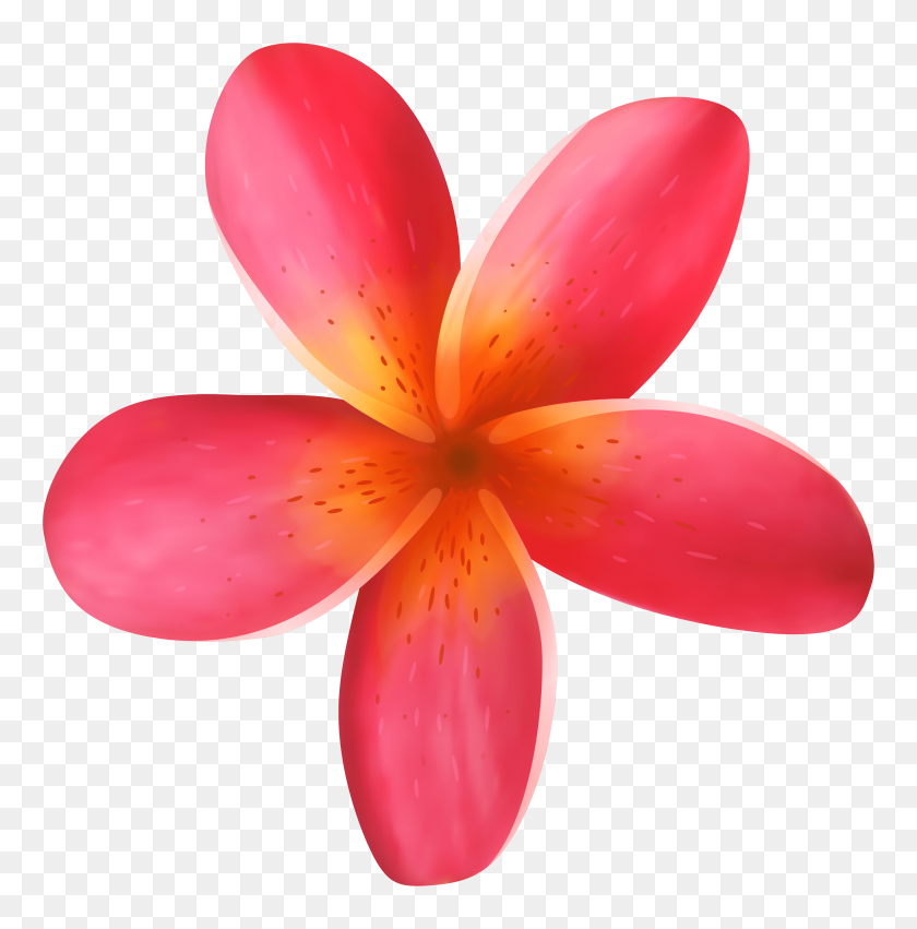 7884x8000 Tropical Flowers Cliparts - Tropical Plant PNG