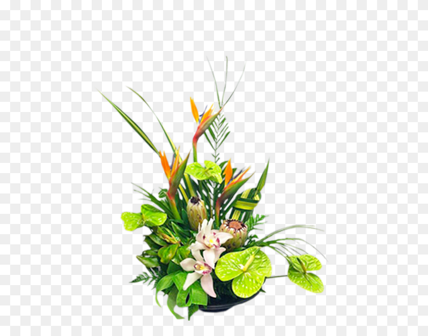 600x600 Тропический Зеленый - Тропическое Растение Png